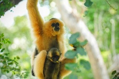 Sıradan bir şablon ya da ağaçta beyaz elli bir şablon