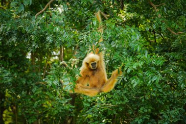 Sıradan bir şablon ya da ağaçta beyaz elli bir şablon