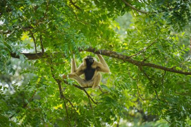 Ağaçta dizilmiş bir şablon