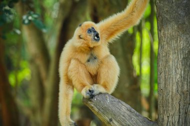 common gibbon or white-handed gibbon on the tree clipart