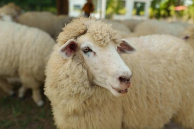 Çimenlikte dinlenen koyunları kapat.