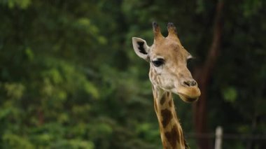 Close-up of giraffe resting in nature