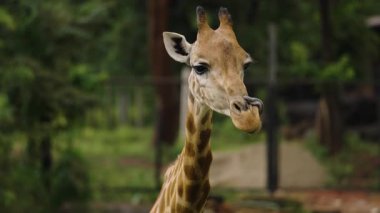 Close-up of giraffe resting in nature