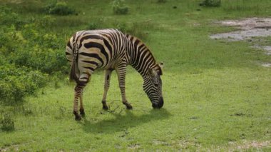 Zebra yeşil çimlerde otluyor.