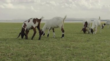 Nehir kenarındaki tarlada keçi otlatıyor.