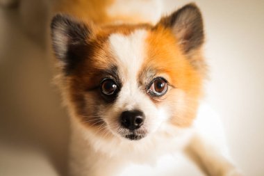 Güzel sarı beyaz köpek beyaz arka planda oturuyor ve kameraya bakıyor.