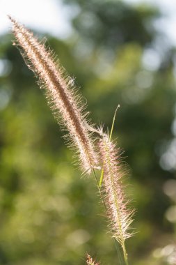 Çiçek açan çimenler doğa makro fotoğrafçılık yemyeşil doğal güzellik.