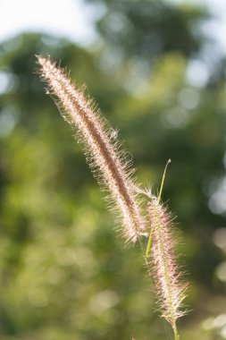 Sallanan çimenler doğal habitat yakın çekim fotoğrafçılığı geniş çevre makro görünüm botanik kavramı