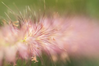 Doğa yakın plan bitki detayları makro fotoğrafçılık yumuşak odak soyut doku