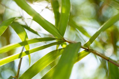 Bambu yaprakları yakın çekim doğal habitat fotoğrafçılığı. Yükselen manzara, dinginlik ve büyüme.