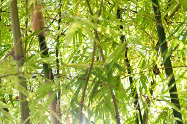 Bambu büyüme eylemi orman konumu doğa içeriği verimli çevre yakın bakış açısı seo etkisi için sakin konsept