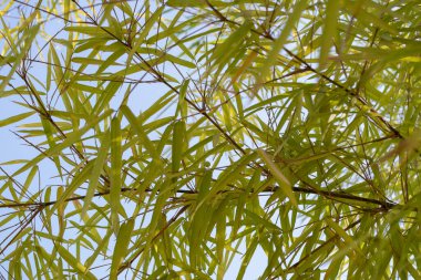 Bambu yaprakları rüzgarda dans ediyor doğa fotoğrafçılığı parlak gökyüzü yakın çekim sükuneti