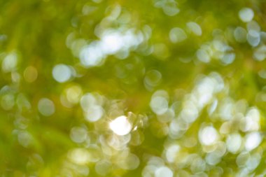 Büyüleyici doğa sahnesi, yeşil arkaplanı bulanıklaştırdı soyut fotoğrafçılık açık hava çevre yakın çekim ışık yansıması konsepti