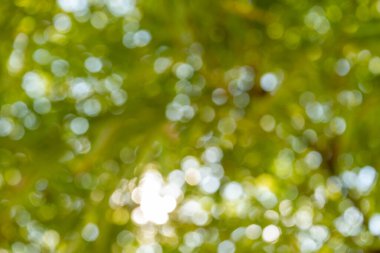 Doğa ormanı, arka planda bulanıklık yarattı. Yeşillikte çevre bereketi, yakın çekim sükuneti.