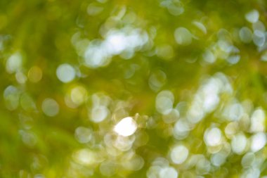 Bokeh efektli doğa sahnesi yeşil çevre soyut fotoğrafçılık yumuşak odak görünümü sükunet konsepti