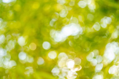 Doğa yakın çekim açık hava efekti yeşillik yumuşak odaklı görsel dinginlik