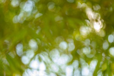 Bamboo forest nature blurred background green environment close-up view tranquility