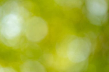 Doğanın yumuşak dış görünüşü soyut yeşillik yemyeşil serinlik ve sükunet.