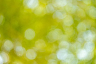 Doğa Bokeh etkisi soyut fotoğrafçılık aydınlık ortam yumuşak odaklı görsel dinginlik