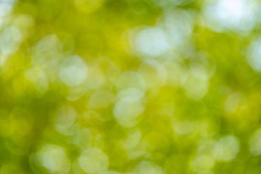 Doğa manzarası arka planda bulanık yeşillik yakın plan soyut kavram