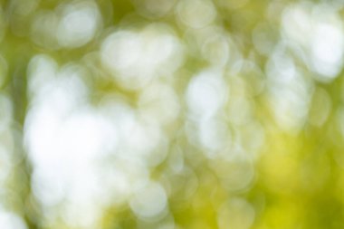 Doğa bokeh etkisi dış mekan ayarlama fotoğrafçılık bulanık arkaplan yakın çekim görünümü soyut kavram