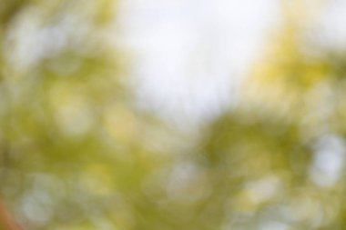 Doğa sahnesi soyut arka plan yumuşak odak yakınlaştırma sükuneti