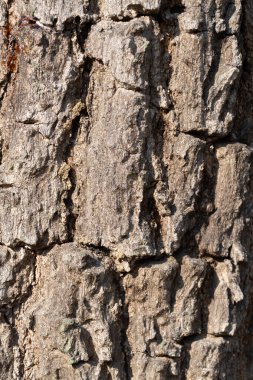 Ağaç kabuğu dokusu orman doğasına yakın makro doğa fotoğrafçılığı doğal desenler