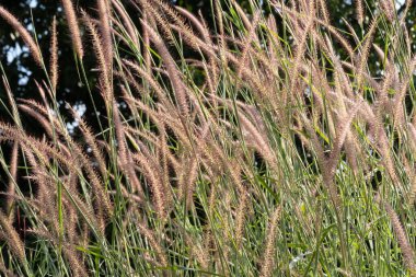Sallanan otlar doğal bitki fotoğrafçılığı doğanın güzelliğini yakın plan kuruyor.