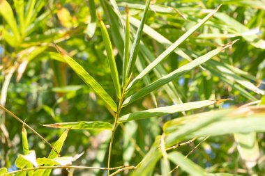 Bambu büyümesi doğal yaşam ortamında yakın çekim fotoğrafçılık yemyeşil doğa.