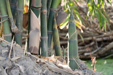 Bambu büyüme süreci doğal habitat bitki fotoğrafçılığı verimli çevre yakın plan doğa koruma