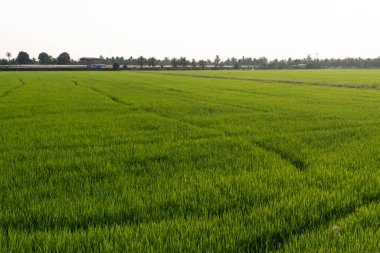 Harvest season action in lush rice fields rural landscape photography sunny environment wide angle view agricultural growth clipart