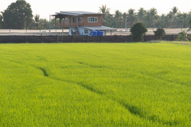 Kırsal alan fotoğrafçılığı, tarımsal çevre, geniş açı, dinginlik ve bolluk.
