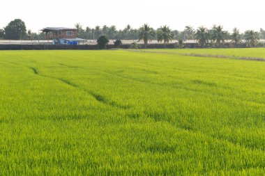 Pirinç hasadının kırsal alanda toplanması görüntüsü yeşil alanları yemyeşil tarlaları tarımsal gelişimi yeşertir