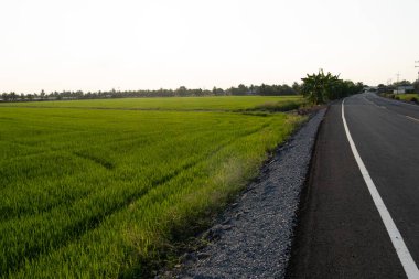 Manzaralı pirinç tarlası kırsal yol fotoğrafçılığı canlı yeşil açı tarımsal güzellik