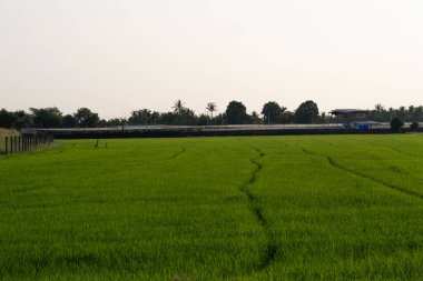 Bereketli pirinç tarlalarından geçen tren... kırsal Tayland ve manzara fotoğrafçılığı... güneşli bir gün... geniş açı sükunet ve doğa.