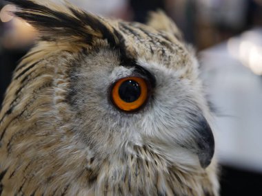 Owl close-up encounter wildlife sanctuary photography natural setting immersive wildlife observation clipart