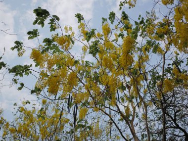 Parlak sarı çiçekler bahar bahçesi doğası fotoğrafçılık parlak atmosfer yakın çiçek güzelliği