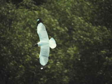 Uçan kuş doğal habitat vahşi yaşam fotoğrafçılığı yemyeşil hava manzarası özgürlük ve doğa