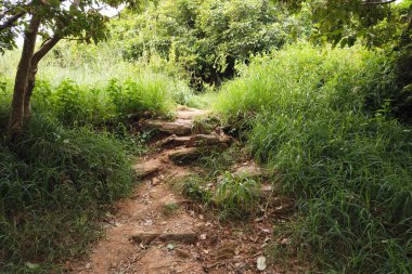 Doğa yolu keşfi yeşillik yeşillik açık hava macerası dingin çevre manzarası vahşi doğa kaçışı
