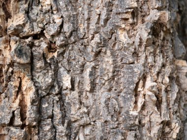Ağaç kabuğu dokusu detaylandırılmış makro fotoğrafçılık orman çevresi sanatsal bakış açısı doğal güzellik