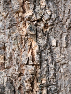 Ağaç kabuğunun karmaşık dokusunu keşfederken doğal çevre yakın çekim fotoğrafçılık ormanı doğanın sanatsal görüşünü detaylandırmıştır.