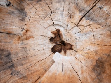 Doğa 'nın eskimiş bir ağaç halkasının yakın çekimi orman zemininin dokusu fotoğrafçılık doğal manzara zamansız güzellik.