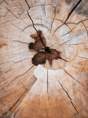 Exploring the intricate patterns of tree rings forest floor nature detail close-up natural beauty revealed clipart