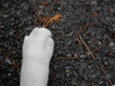 Kedi pençesi yapraklara uzanıyor doğa, doğal çevreye yakın zemin seviyesindeki hayvan davranışları.