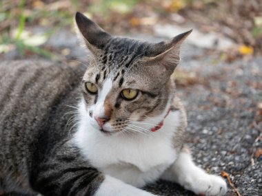 Meraklı kedi doğal bir açık havada çevreyi gözlemliyor fotoğrafçılığı yakınlaştırıyor rahatlatıcı atmosfer kedi davranışları sergiliyor.