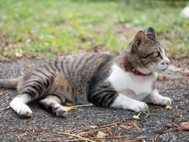 Şakacı tekir kedi, şehir dışında bahçenin dışında dinleniyor. Vahşi yaşam fotoğrafçılığı. Doğal ortam, yakın plan kedi sükuneti.