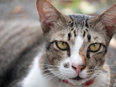 Oyuncu kedi portresi. Hayvan fotoğrafçılığı. Evcil hayvan severler için kaprisli bir cazibe.