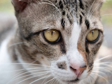 Büyüleyici bir kedi. Kapalı alan. Hayvan fotoğrafçılığı. Doğal ışık.