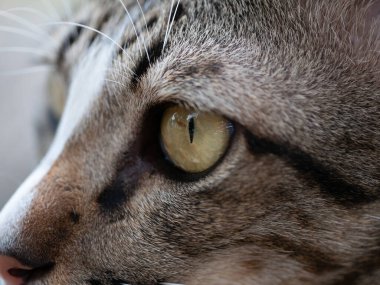 Bir kedinin kapalı alanda yaptığı yakın çekim hayvan fotoğrafçılığı kedi güzelliği ve farkındalığı üzerine doğal aydınlatma perspektifi.