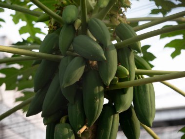 Harvesting green papaya tropical garden botanical photography outdoor setting close-up view nature's bounty clipart